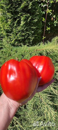 Семена коллекционных сортов томатов