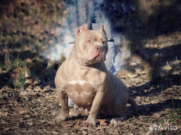 Американский булли, итальянский кане корсо