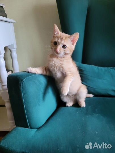 Котенок в добрые руки в дар