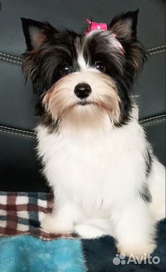 Девочка Елана