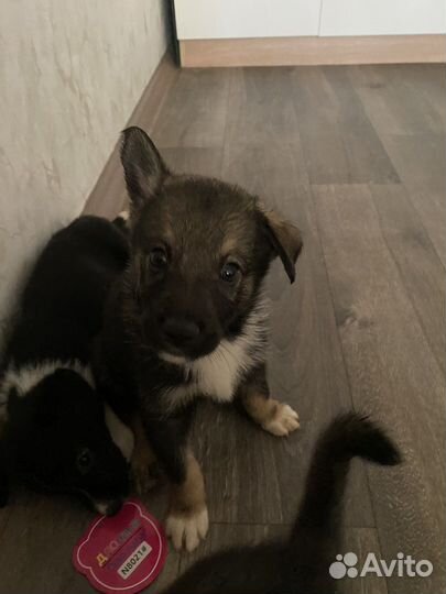 Отдам щенят в хорошие руки