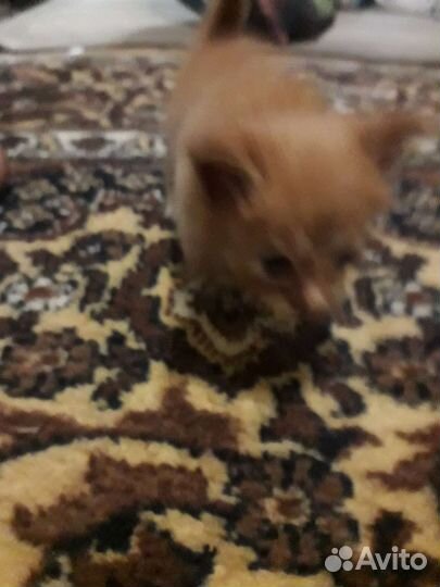 Котята от Мейн-кун