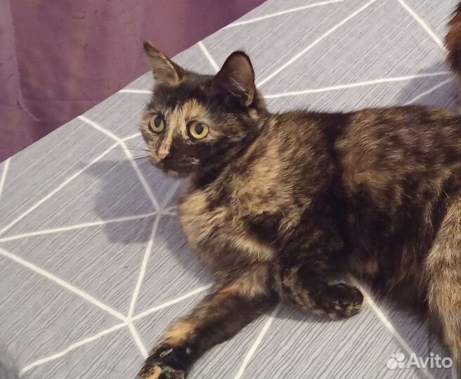 Кошечка в дар