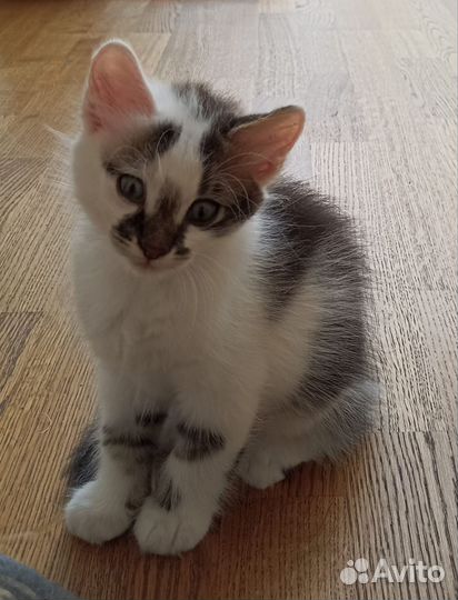 Котята бесплатно