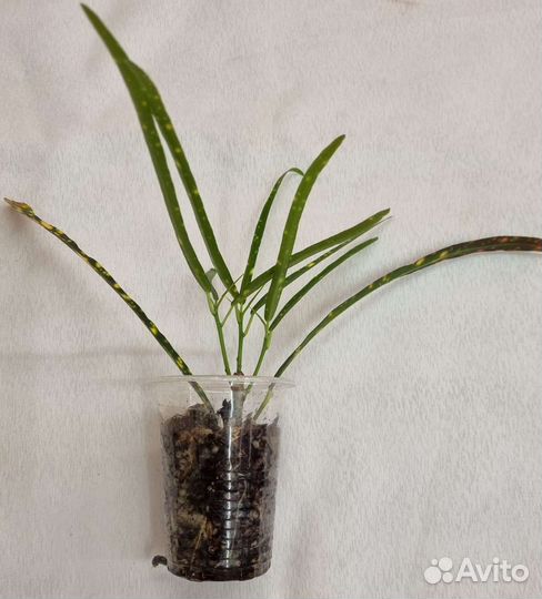 Eburneum, Golden Star, Batik, Red Banana