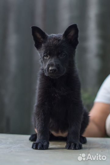 Щенки немецкой овчарки рабочего разведения