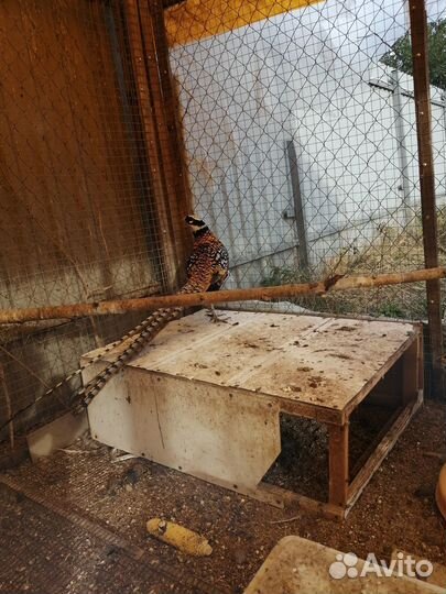 Фазаны королевские 23 г