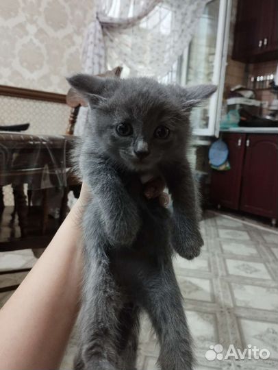 Котята в добрые руки бесплатно коты