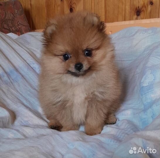 Шпиц померанский мини щенки