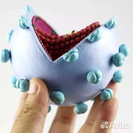 Модель вируса вич (спид)