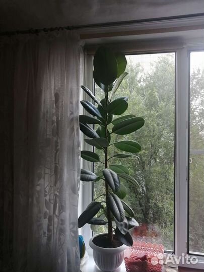 Фикус каучуконосный