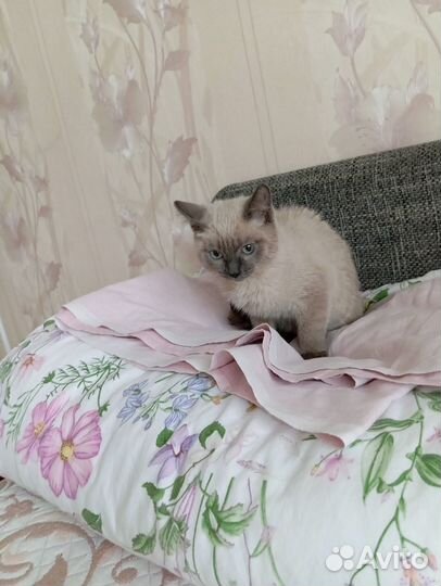 Отдам бесплатно