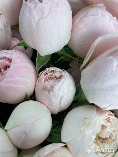 Пион розы как на фото/доставка/опт