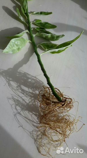 Филодендрон краснеющий Цианотис Педилантус 2 вида