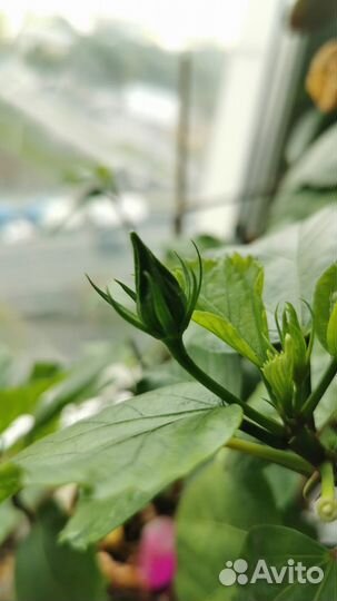 Гибискус китайская роза