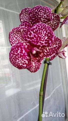 Орхидея сортовая ароматная сюрприз
