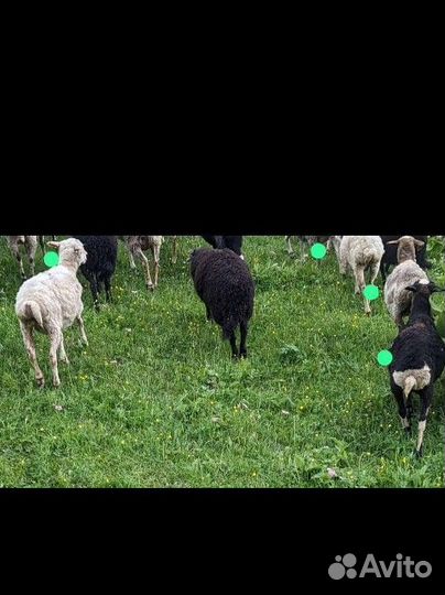 Овцы ярки