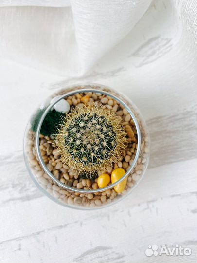 Флорариум с кактусом