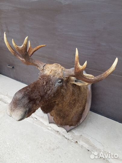 Продам рога лося