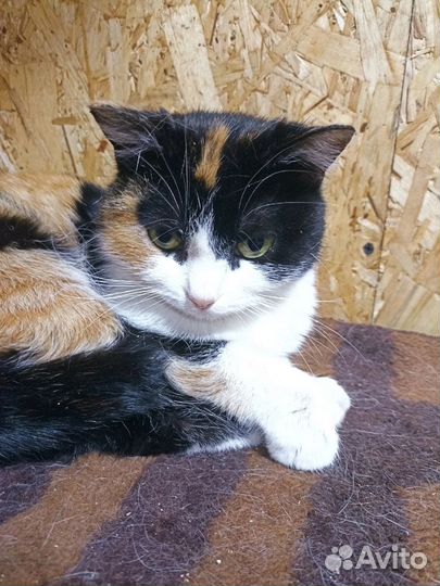 Трехцветная кошечка -счастье в дом