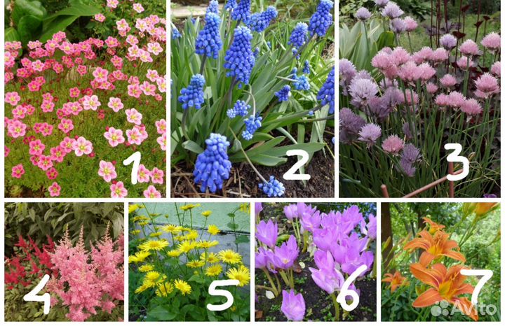 Садовые многолетние цветы