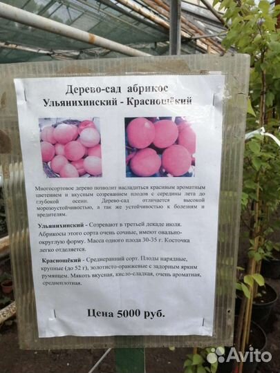 Плодовые деревья