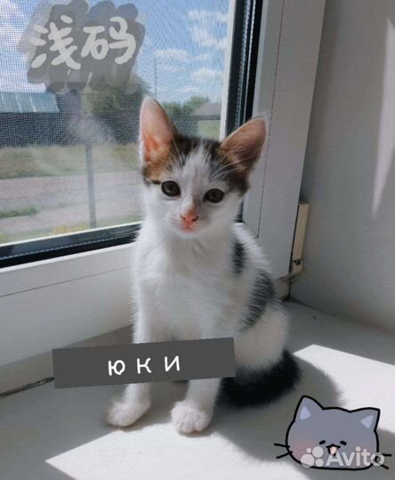 Кошки