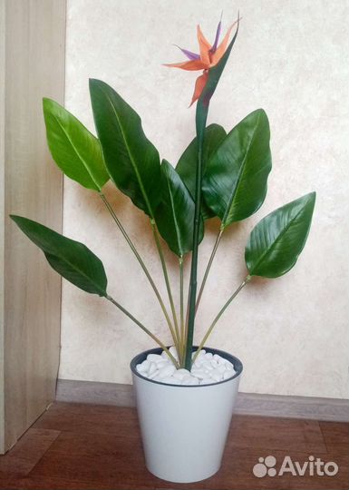 Стрелиция, шефлера