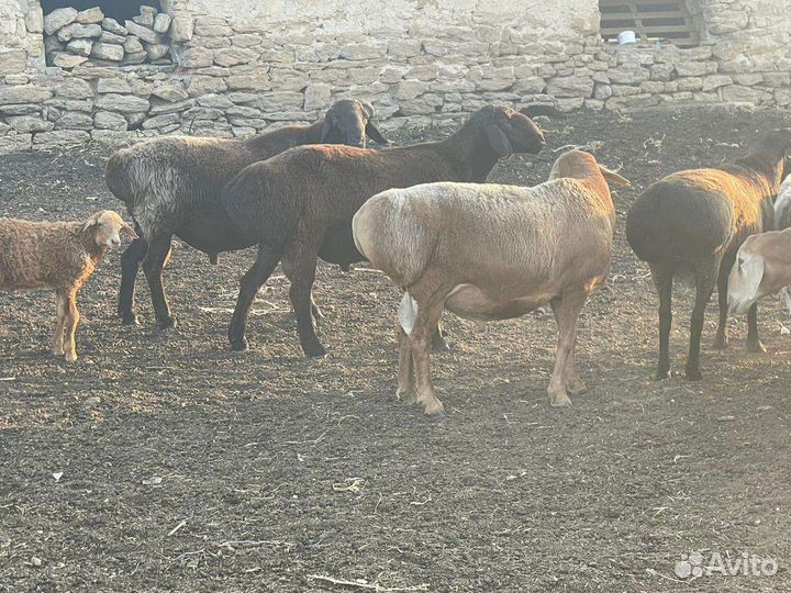 Гисарские племенные бараны