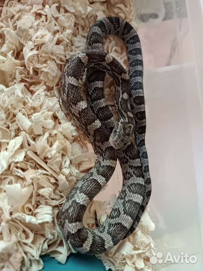 Массовый полоз