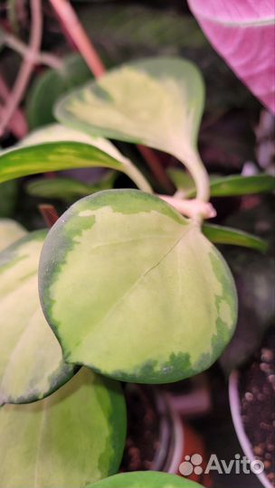 Хойя Pachyclada variegata