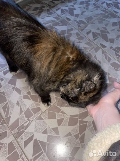 Отдам в добрые руки кошку помесь мейн-кун