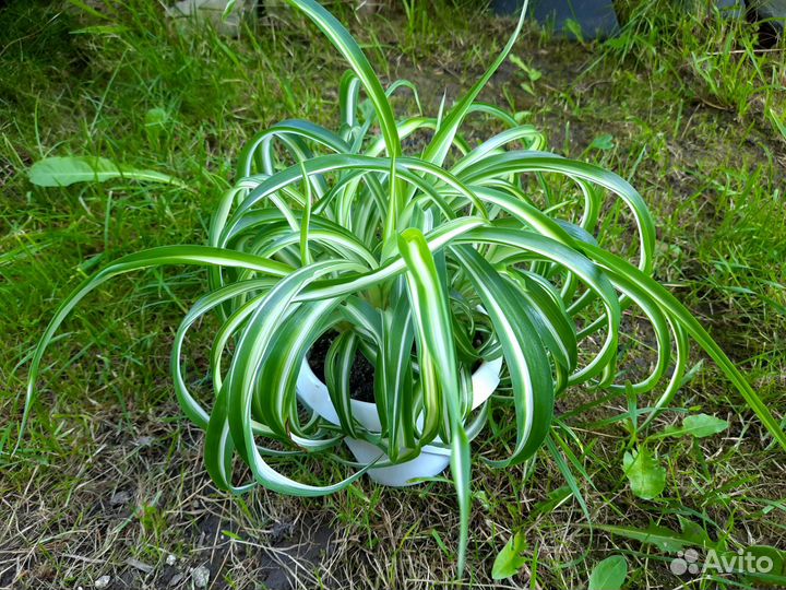 Хлорофитум кудрявый