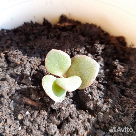 Денежное дерево толстянка