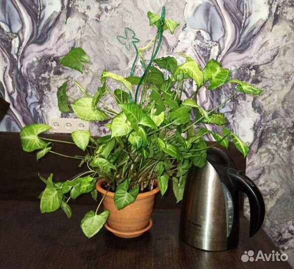 Комнатные цветы