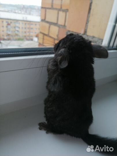 Шиншилла
