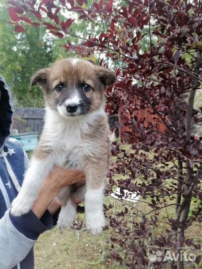 Щенок в добрые руки