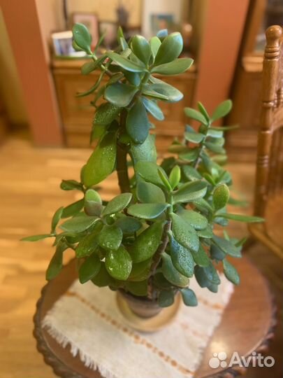 Большое Денежное дерево Толстянка