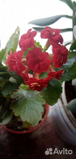 Толстянка, кампанула, гортензия, хризантема