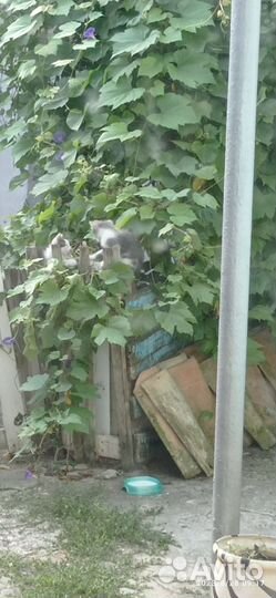 Котята простые от трехцветки