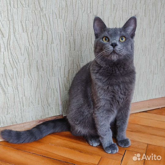 В добрые руки