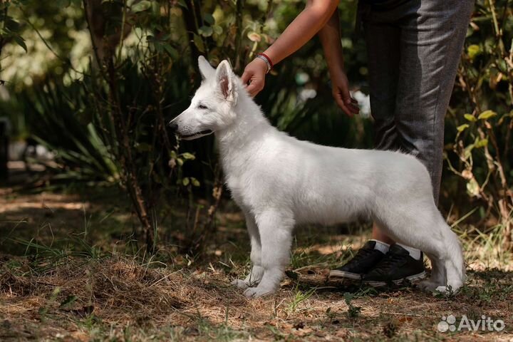 Белая швейцарская овчарка (бшо)