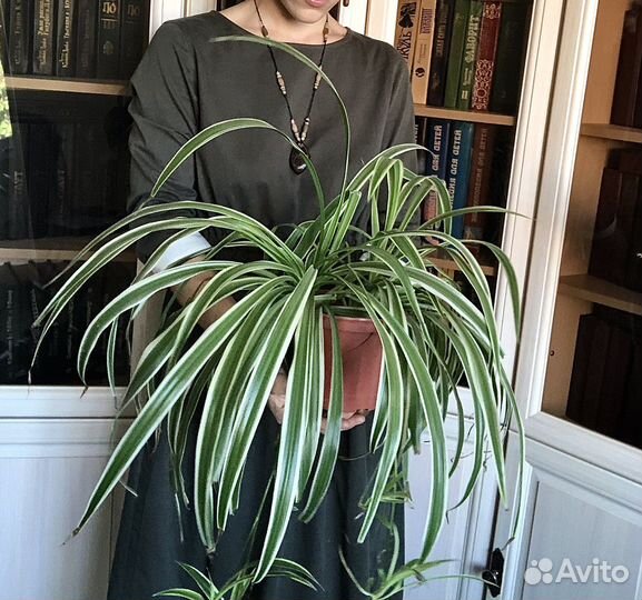 Хлорофитум