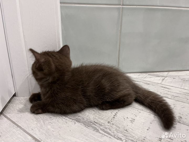 Шотланский котенок