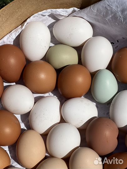 Яйцо фермерское домашнее куриное