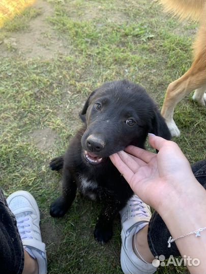 Щенок в добрые руки бесплатно