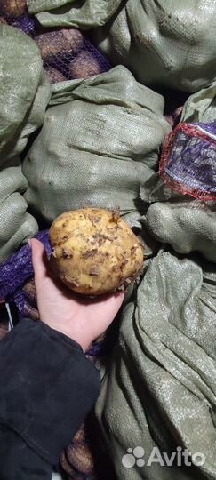 Картофель