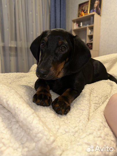 Карликовая такса