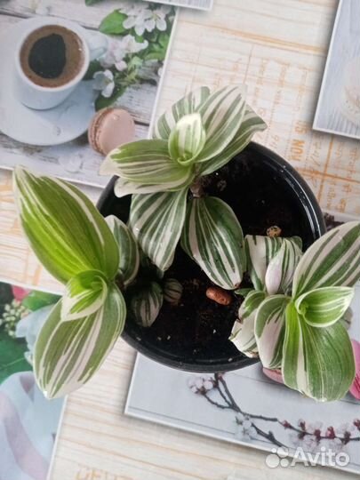 Традесканция триколор