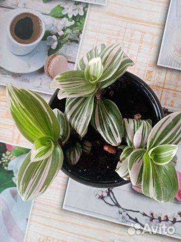 Традесканция триколор